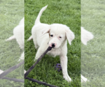 Small #2 Borador