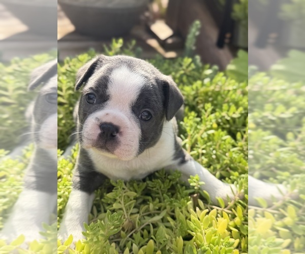 Medium Photo #4 Boston Terrier Puppy For Sale in FREDONIA, KS, USA