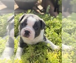 Small #3 Boston Terrier