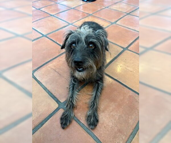 Medium Photo #6 Mutt Puppy For Sale in San Diego, CA, USA