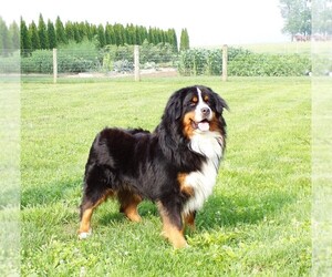 Father of the Bernese Mountain Dog puppies born on 02/07/2024