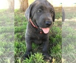 Small Photo #1 Labrador Retriever Puppy For Sale in STRATHMORE, CA, USA