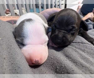 Italian Greyhound Puppy for sale in BRUNSWICK, ME, USA