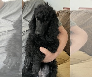 Poodle (Standard) Puppy for sale in TRENTON, NJ, USA