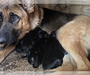 Mother of the German Shepherd Dog puppies born on 12/31/2023