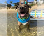 Small #2 Bull Terrier Mix