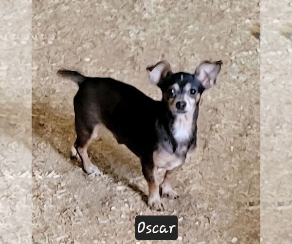 Medium Photo #1 Chihuahua-Unknown Mix Puppy For Sale in Granbury, TX, USA