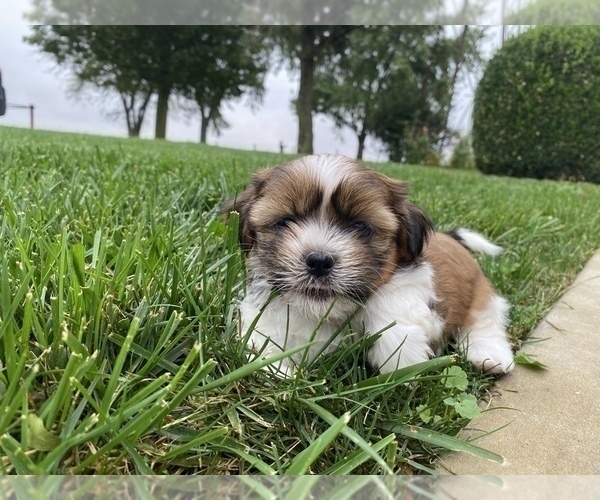 Medium Photo #2 Shih Tzu Puppy For Sale in ARCOLA, IL, USA