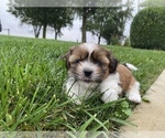Small Photo #2 Shih Tzu Puppy For Sale in ARCOLA, IL, USA