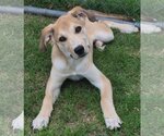 Small #1 Catahoula Leopard Dog-Great Pyrenees Mix