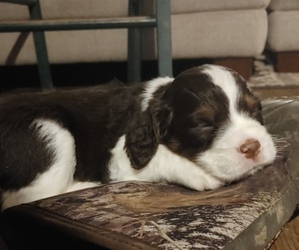 English Springer Spaniel Puppy for sale in GRAPEVIEW, WA, USA