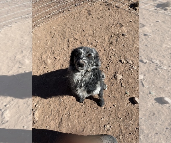 Medium Photo #1 Australian Shepherd Puppy For Sale in WILLIAMS, AZ, USA