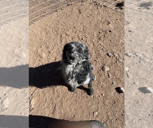 Father of the Australian Shepherd puppies born on 08/16/2025