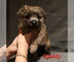 Puppy Freddy Cairn Terrier