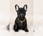 Small French Bulldog