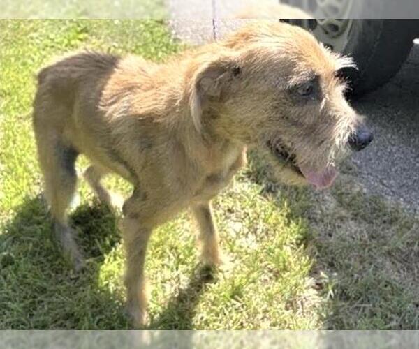 Medium Photo #1 Labrador Retriever-Unknown Mix Puppy For Sale in Houston, TX, USA