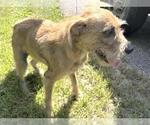 CANELO - Male Labrador Retriever-Unknown Mix Dog for Adoption - Small photo