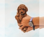 Puppy 1 Poodle (Miniature)