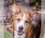 Pip Squeak - Female Beagle-Unknown Mix Dog for Adoption - Small photo