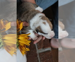 Small #2 Pembroke Welsh Corgi