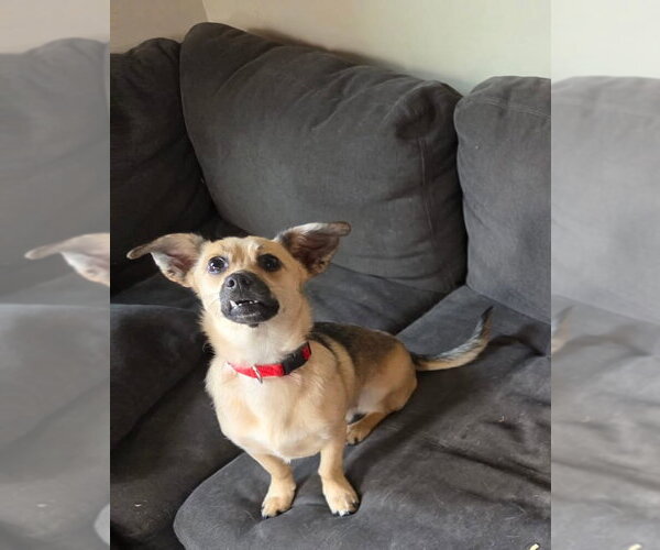 Medium Photo #3 Mutt Puppy For Sale in New London, WI, USA