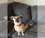 Small #2 Mutt