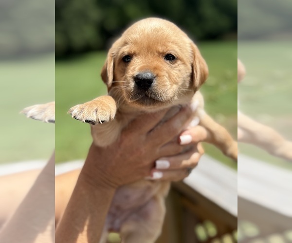 Medium Photo #6 Labrador Retriever Puppy For Sale in ELIZABETH, WV, USA