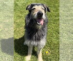 Small #1 Irish Wolfhound Mix