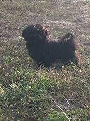 Havanese Puppy for sale in CLINTON, AR, USA