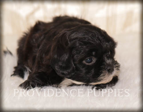 Medium Photo #17 ShihPoo Puppy For Sale in COPPOCK, IA, USA