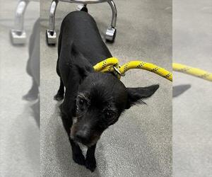 Chihuahua Dogs for adoption in Forestville, MD, USA