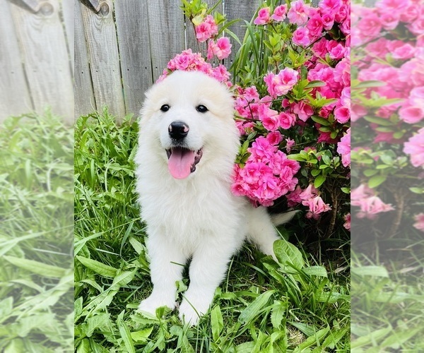 Medium Photo #17 Maremma Sheepdog Puppy For Sale in CONNEAUT, OH, USA