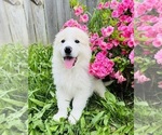 Small #16 Maremma Sheepdog
