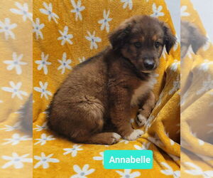 Retriever -Unknown Mix Dogs for adoption in Richmond, IN, USA