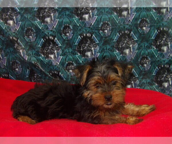Medium Photo #2 Yorkshire Terrier Puppy For Sale in PATERSON, NJ, USA