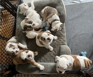 English Bulldog Puppy for Sale in RUTLEDGE, Georgia USA