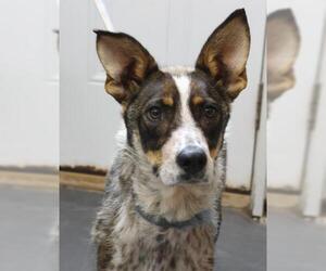 Mutt Dogs for adoption in Thief River Falls, MN, USA