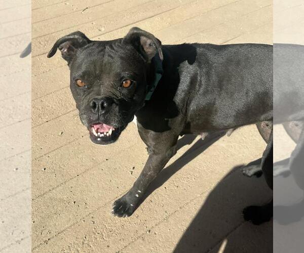 Medium Photo #2 Boxer-Unknown Mix Puppy For Sale in Incline Village, NV, USA