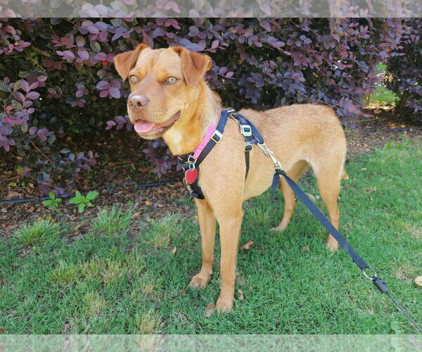 Medium Photo #9 Mutt Puppy For Sale in Calhoun, GA, USA