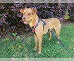 Small #8 Mutt