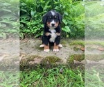 Puppy Mr Red Bernese Mountain Dog