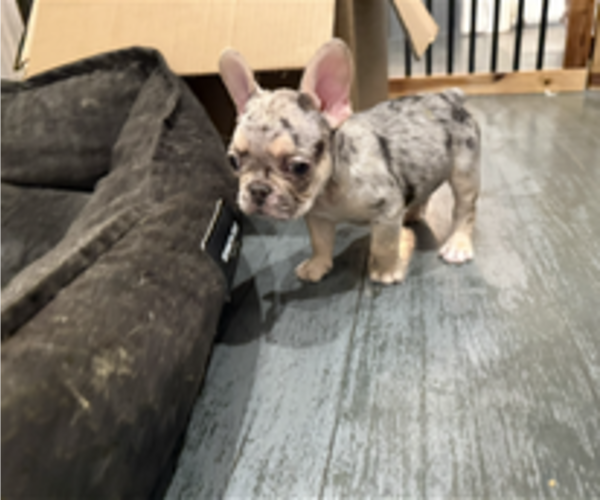 Medium Photo #2 French Bulldog Puppy For Sale in MONTEREY PARK, CA, USA