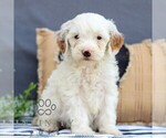 Small #3 Goldendoodle (Miniature)