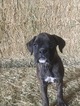 Small Photo #12 Boxer Puppy For Sale in AFTON, WY, USA