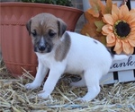 Small Photo #3 Jack Russell Terrier Puppy For Sale in MOUNT VERNON, IL, USA