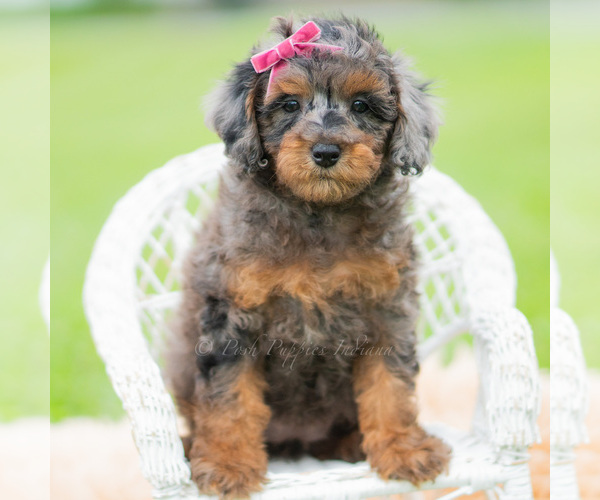 Medium Photo #62 Poodle (Miniature) Puppy For Sale in WARSAW, IN, USA