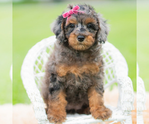 Medium Poodle (Miniature)