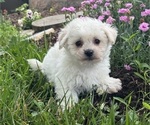 Small #4 Bichpoo