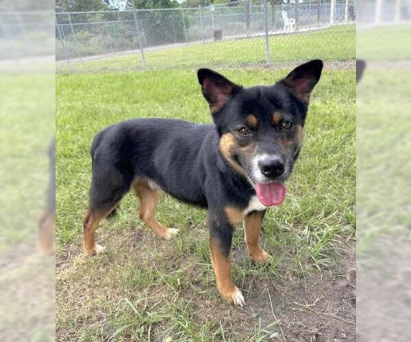 Medium Photo #2 Australian Kelpie-German Shepherd Dog Mix Puppy For Sale in Conroe, TX, USA