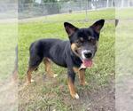 Small #1 Australian Kelpie-German Shepherd Dog Mix